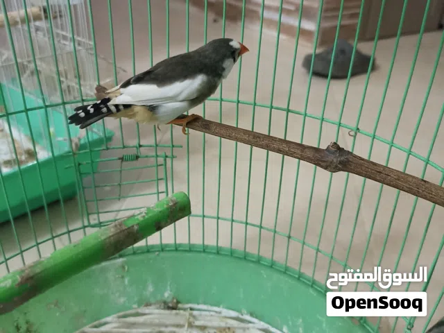 زويجابجي طإر زبرا أنتا بروش
