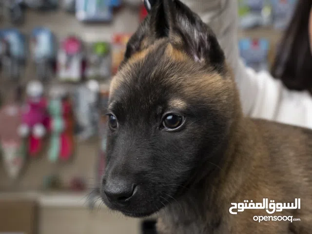 بلجم مالينو .. لعشاق  كلاب الحراسه الراعي البلجيكي......جميع اللقاحات اللازمه وجرعه الدود