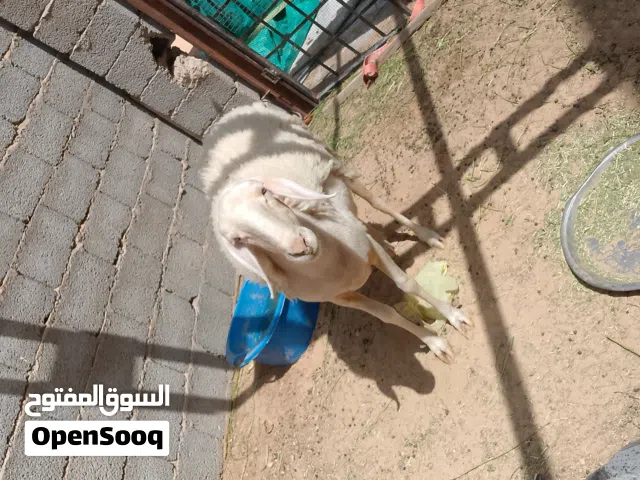 متوفر نعجه توميه  وولدها للبيع