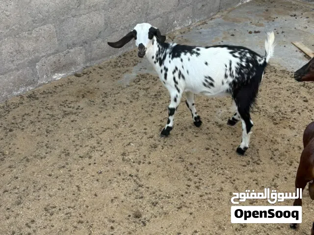 سخله هجين قبرصي