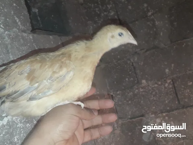 فلوس عربي نظيف الله يبارك جميع تحصينات