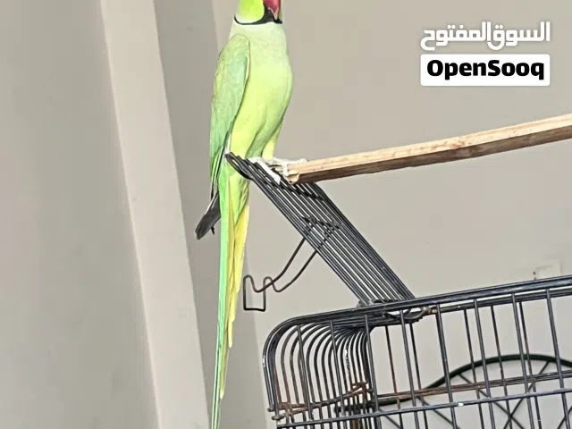 جوز ببغاء دره ذكر بصفر بطلع أصوات بتجنن ثوبهم كامل إيه من الجمال الله يبارك لصاحب النصيب