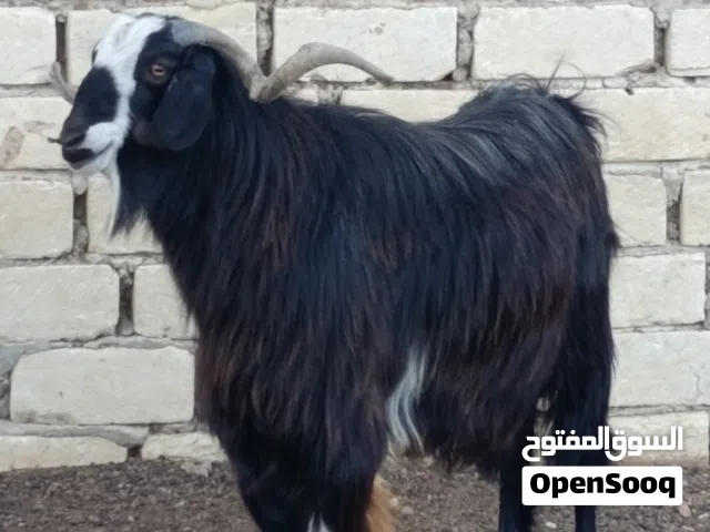 زوز جديان ربي يبارك  للبيع
