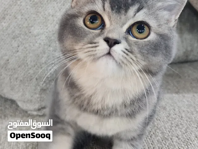 قطط للبيع سكوتش ستريت من ام سكوتش فولد و الاب برتش ليلك