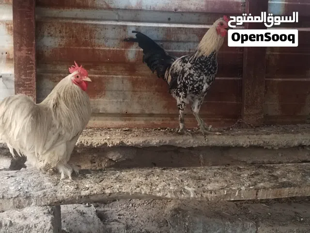 متاح ديوجه كوجي وعرب اصلي اقره وصف
