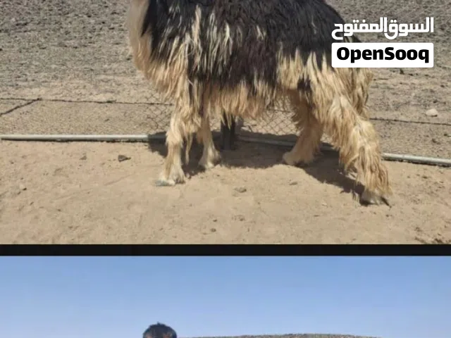 جعد نجديات