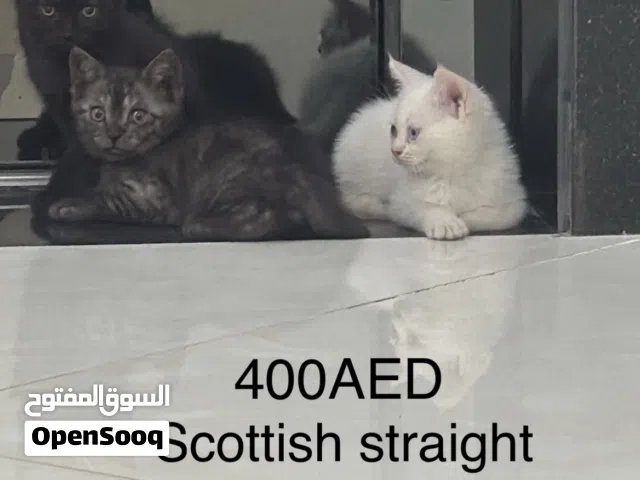 ثلاث قطط سكوتش