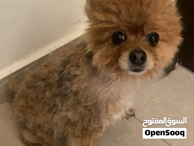 كلب بومرينيان للبيع العمر 3 سنوات