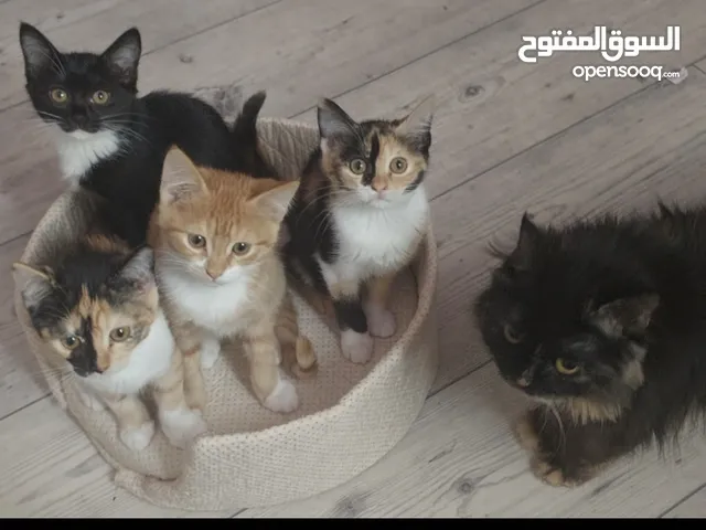 قطط للتبني