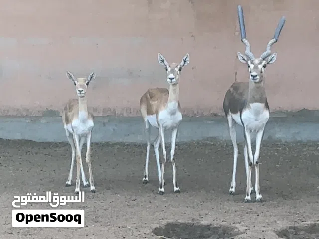 غزال البلاك باك