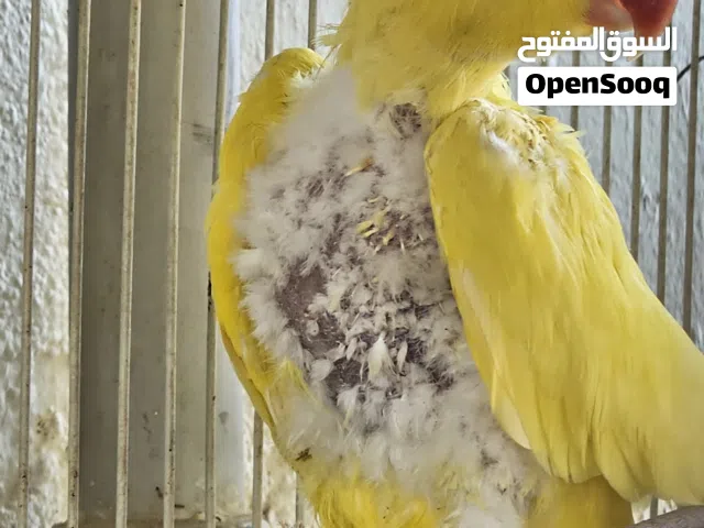 دره للبيع لون اصفر ذكر وانثى مازوت تركيبه جديده الانثى متبهدل شوي ضاربنها ذكر نيبالي معذبنها والذكر
