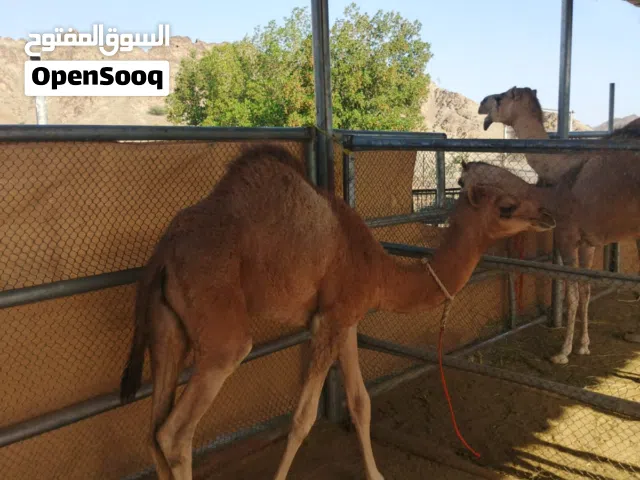 بيع قعود بيعه مستعجله
