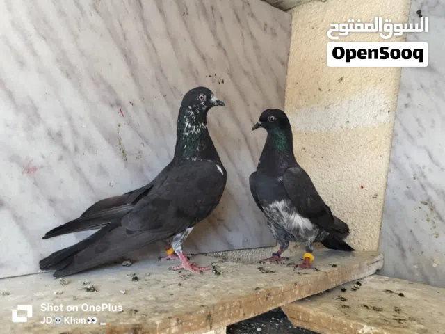 Pakistani pigeon top one high fly