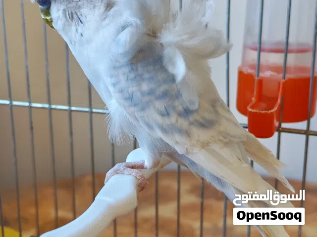 جوز هوقورومو
