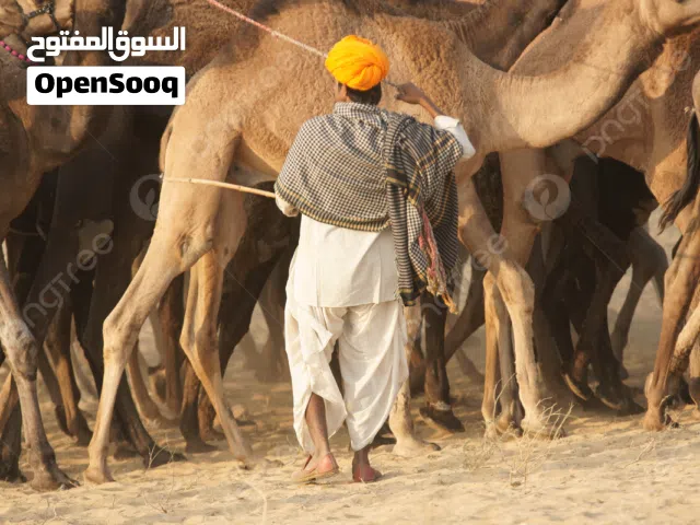 عامل تربية مواشي ابحث عن عمل إلى دولة السعودية خبرة ممتازة