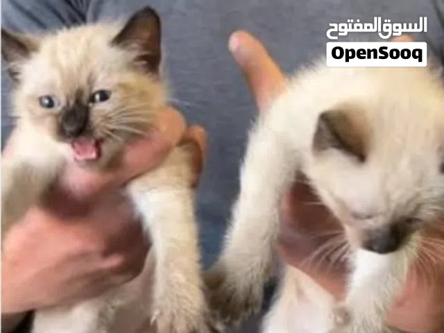 قطط سيامو نقية )siamoi(