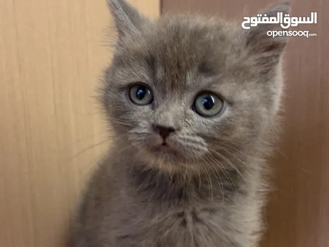 Kitten male