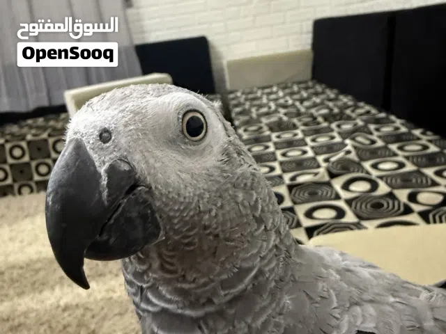 ببغاء زنجباري او كاسكو