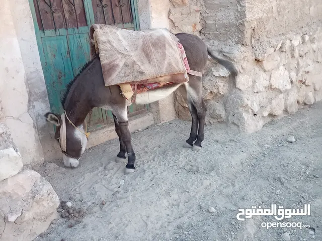 بهيمه للبيع