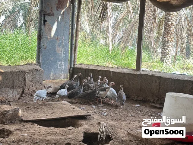 للبيع دجاج حبشي