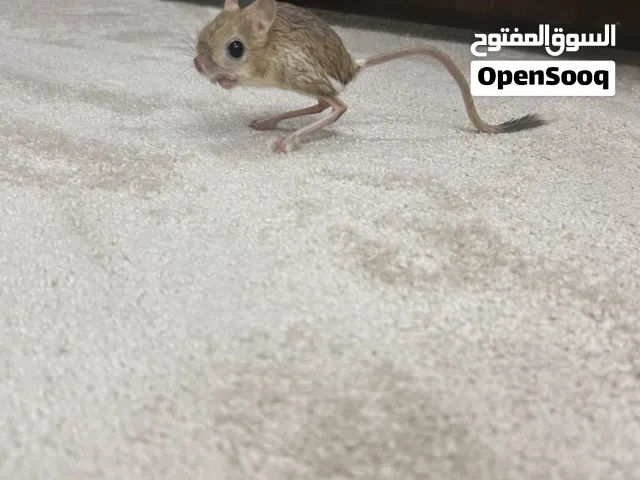 جر بوع للبيع