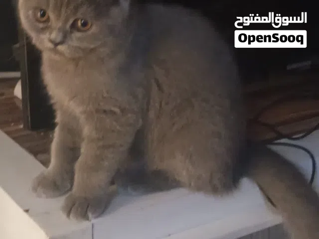 قطط سكوتش فولد اطراف قصيره برطاني