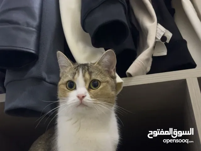 قطة انثى مكس