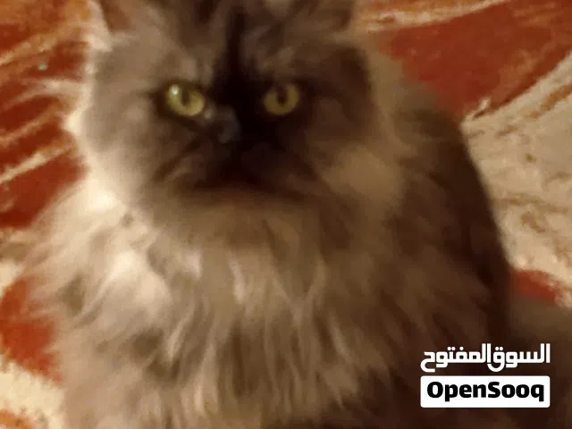 للبيع قطه هاف بيكي فيس شانشيلا اهالي من الخارج بالخبر