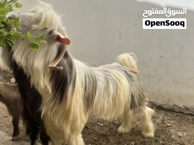 للبيع تيس الرحبي و شيه مع صخل أقرأ الوصف