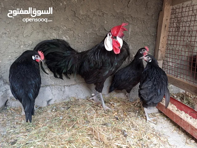 عشاق النوادريمتوفر طقم لوغان ايزبيلا الرويس والمهرج الاسباني وأبو رقيبة خط اول كلة فتوح بيض