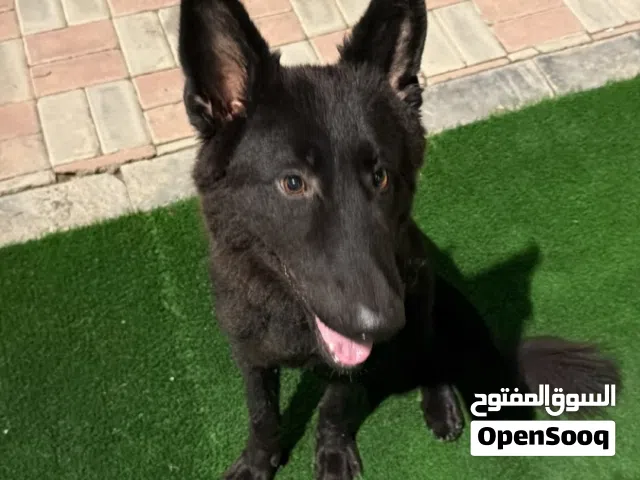 بلاك جاك بيور لعوب مع الأطفال اليوم بتخلص براعيك ف السعر واايد
