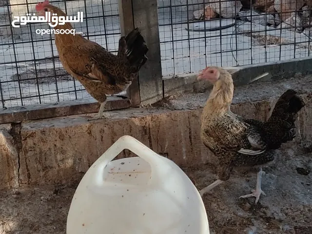 دجاج بلدي للبيع