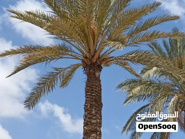 نخله النوع حره
