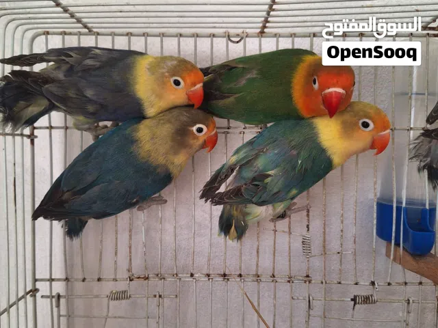 متاح بفضل الله حضيرة فيشر للبيع