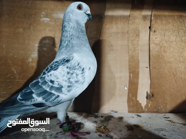 حمام طواير وفحول نخب النخب شغالات ميه بالميه في فحول كش بيهن