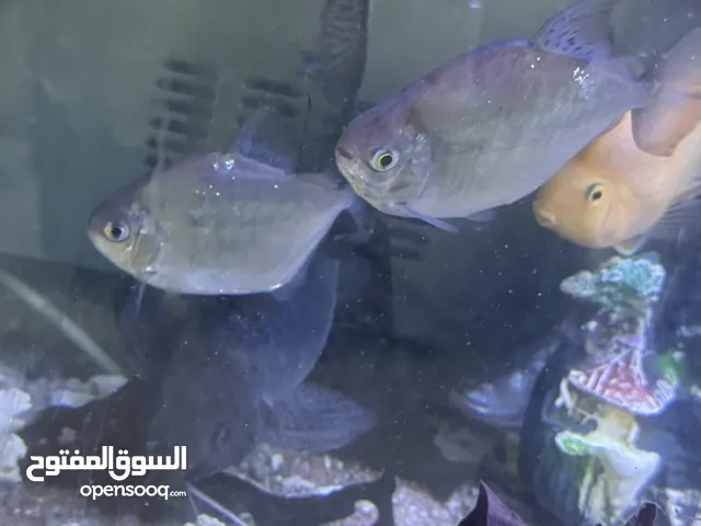 حوض 1 متر صن صن