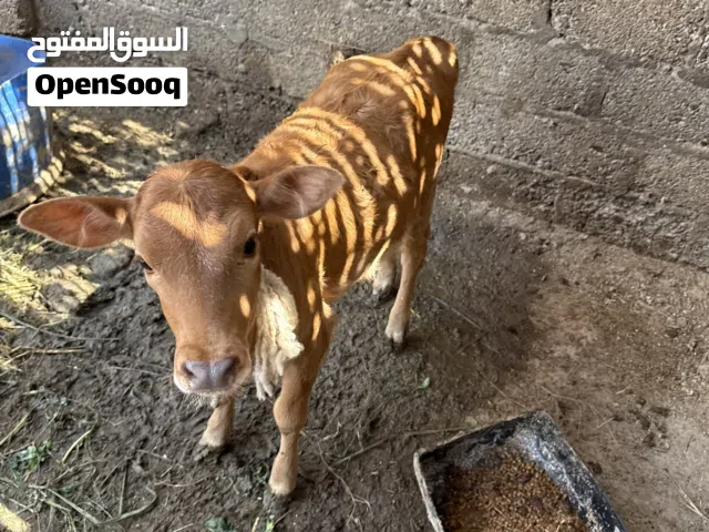 عجلة بنت 48 يوم للبيع