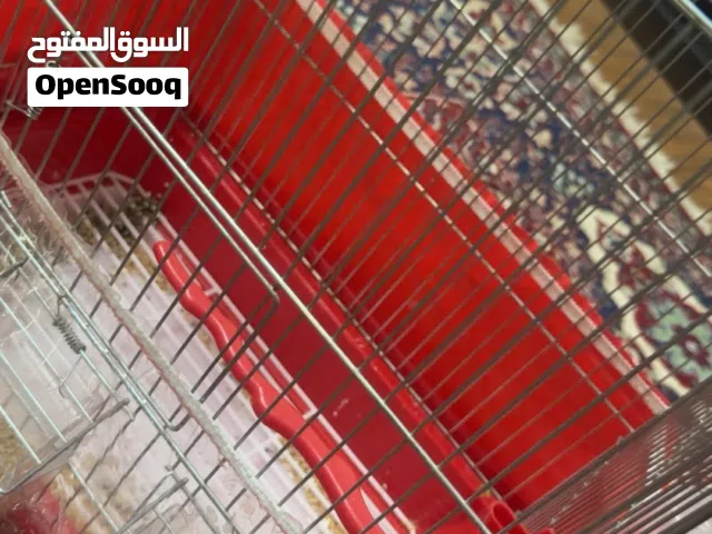 عصفور حب صحة ممتازة