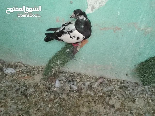 طيره اول خيرها