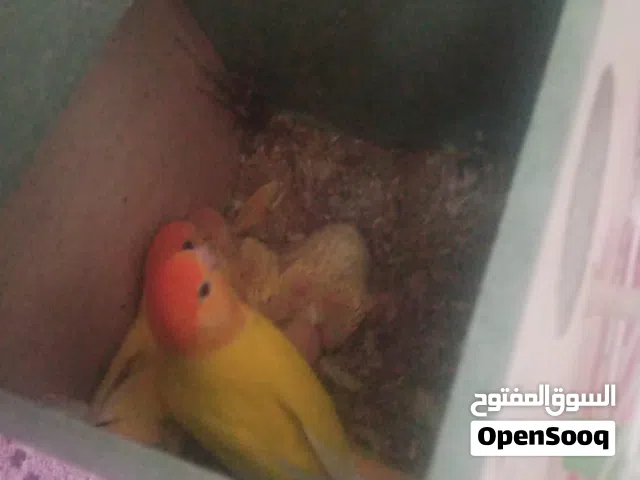 بسم لله نبدأ...فراخ روز ارونج اوبلاين زق يدوي عمر 25يوم تقريباومخاليف كنار