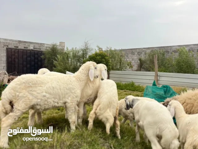 ذبايح هرافي حريات بلدي بري فل نظاف