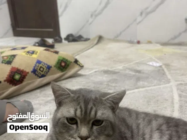 السعر1500 قط جميل