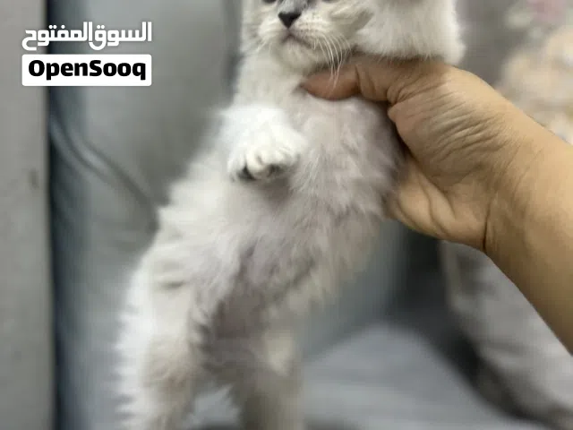 قطط 3 هملايا