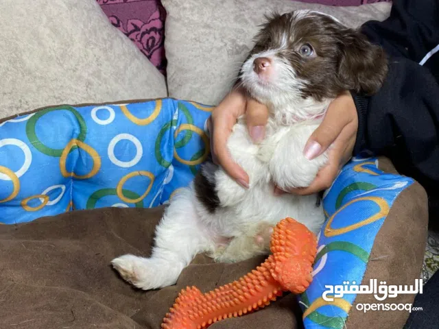 هفانيز بيور