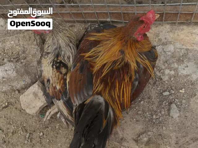 متاح ديوجه  عرب مثل ما واضح بالصور  العمر اكو بيهن ابعة اشهر واكو خمسه اشهر