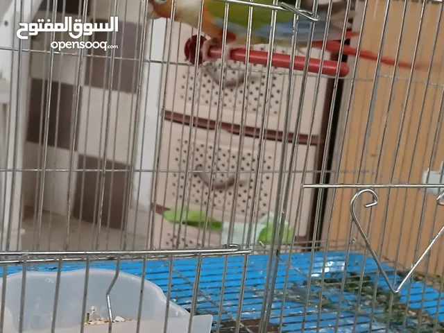 طائر الجرين شيك اناناس ذكر مع فحوصات طبيه شغال 100%