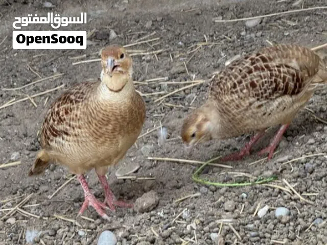 مطلوب صفارد باكستاني اناث عمر الانتاج