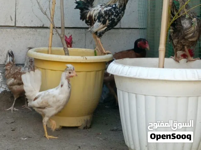 13 دجاجة كويتي وهراتي وعرب