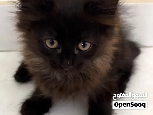 4 Super Cute Kittens ready for adoption