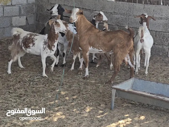 حلال عربي مداني